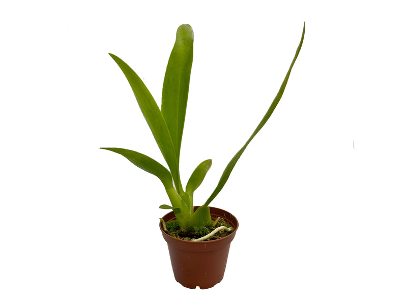 Brassidium Gilded Urchin 'Ontario' x Onc. macranthum