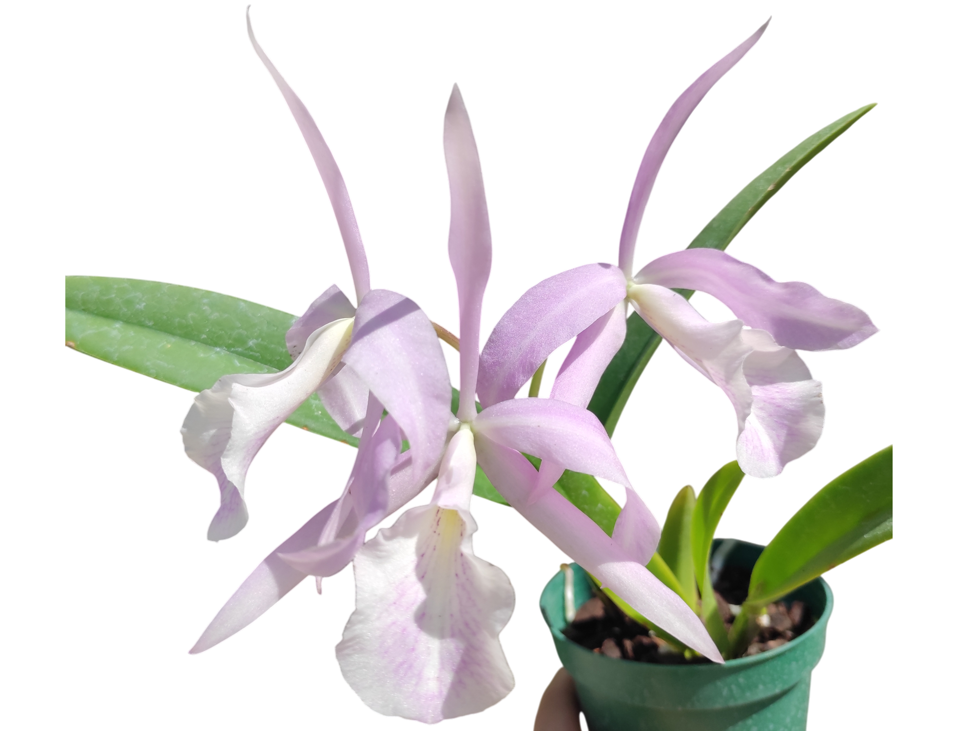 Brassocatanthe Estrella Andina — Ecuagenera Orquídeas del Ecuador