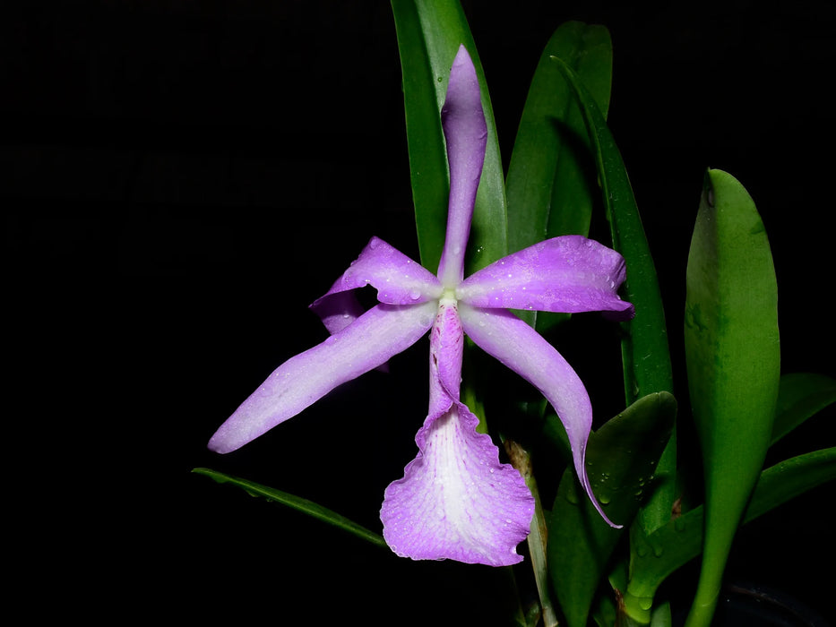 Brassocatanthe Estrella Andina