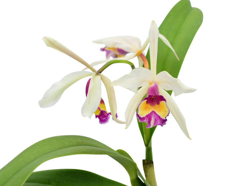 Brassocatanthe Orange Sky