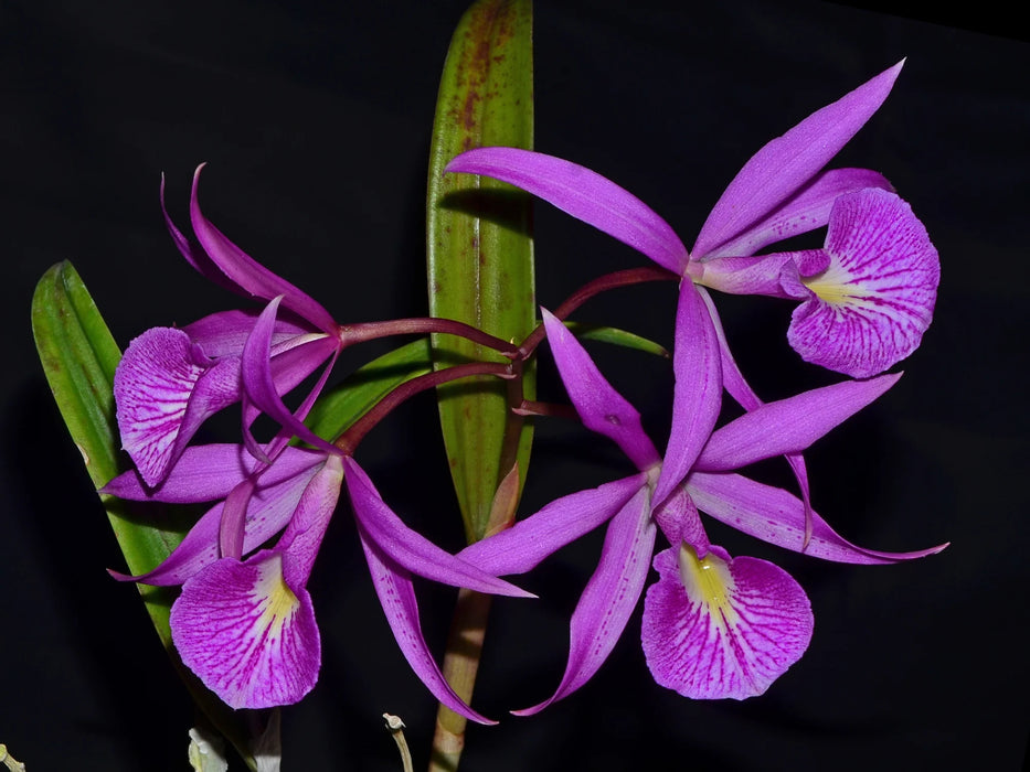 Brassocattleya Anne Hamilton