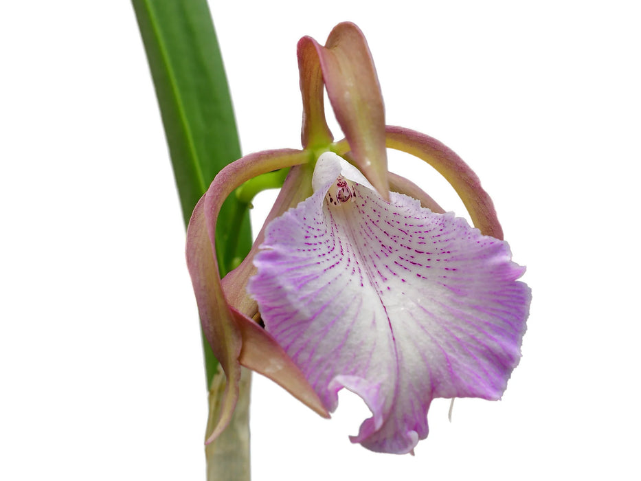 Brassocattleya Ecuagenera