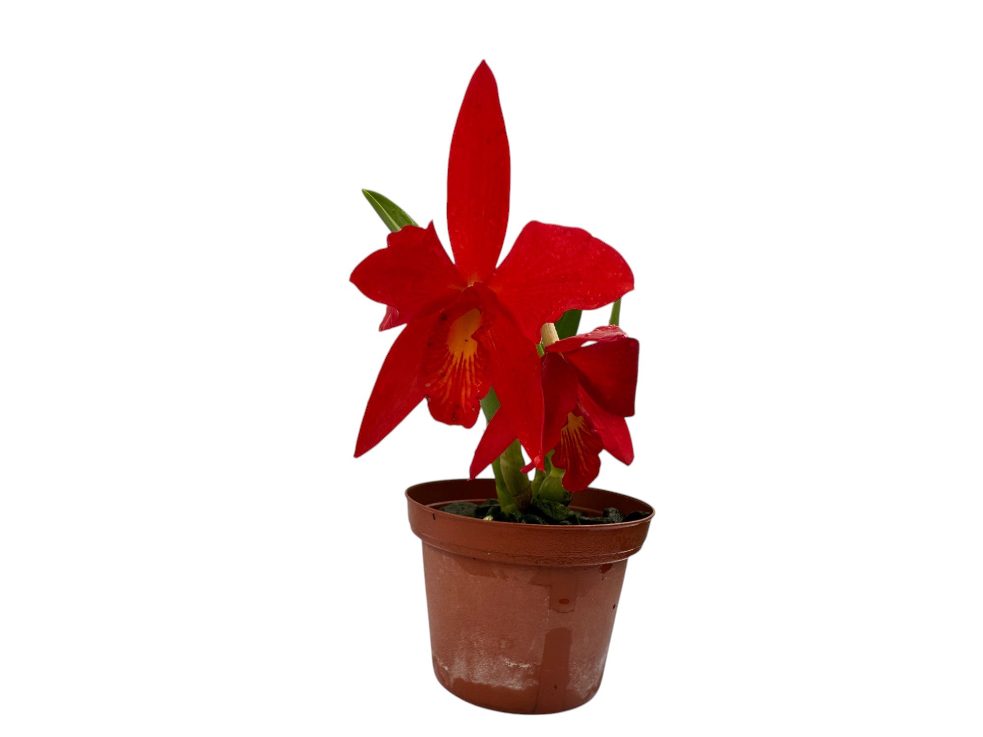 Brassocattleya Edna