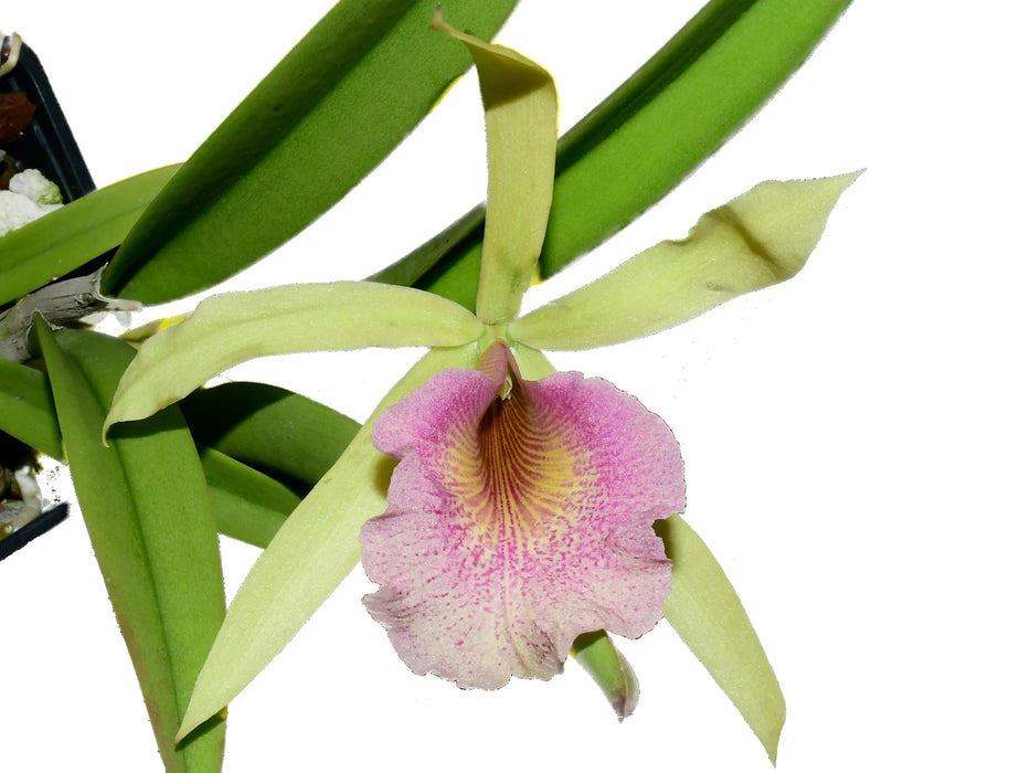 Brassocattleya Felicia