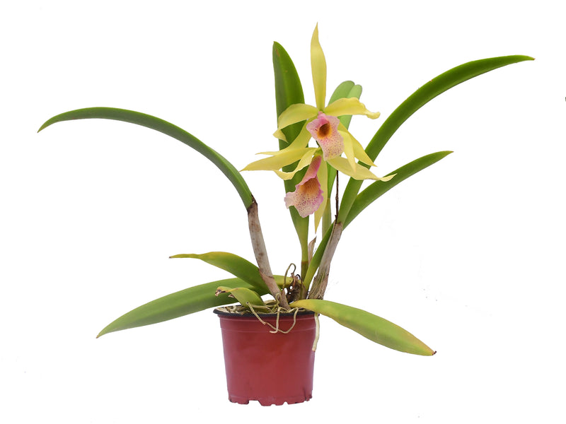 Brassocattleya Felicia aurea