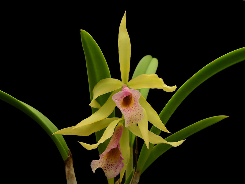 Brassocattleya Felicia aurea