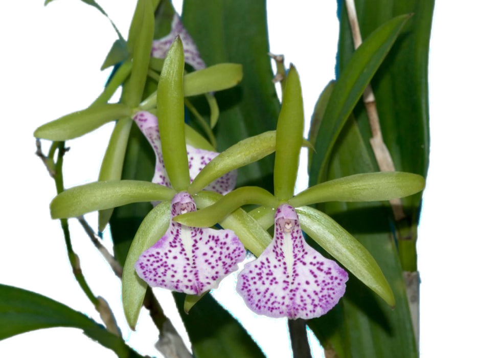 Brassocattleya Hippodamia