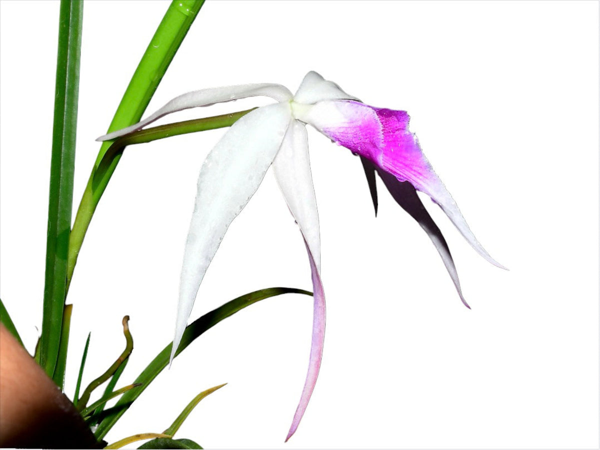 Brassocattleya Ivan Portilla 'Camila' — Ecuagenera Orquídeas del