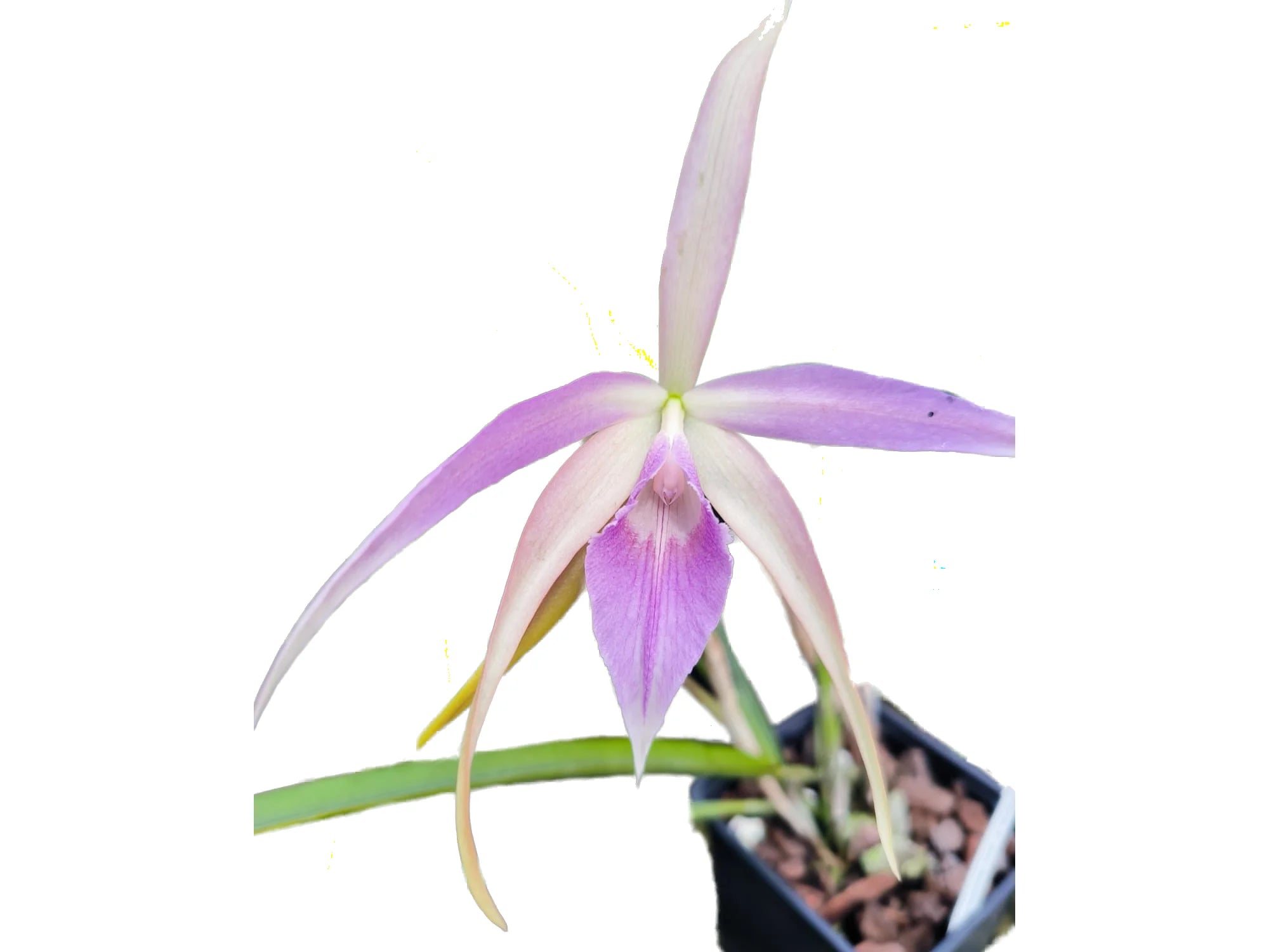 Brassocattleya Ivan Portilla pink lip — Ecuagenera Orquídeas del