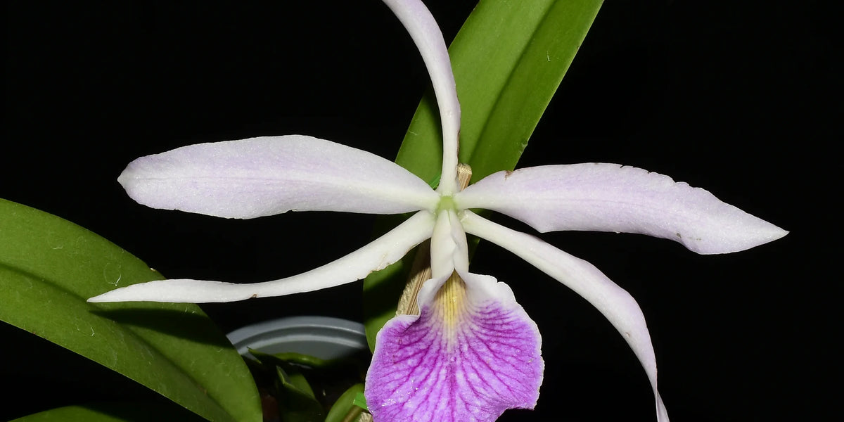 Urcaguary ウルカグアリー　ホヤ Brassocattleya_Kay_1200x600_cr