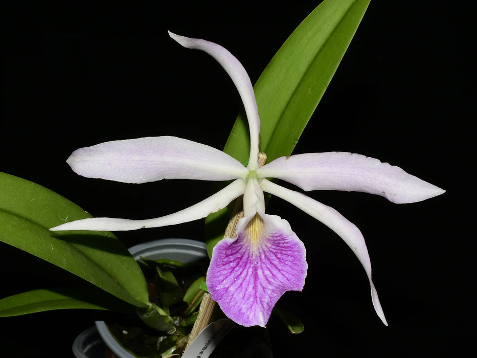 Brassocattleya Kay