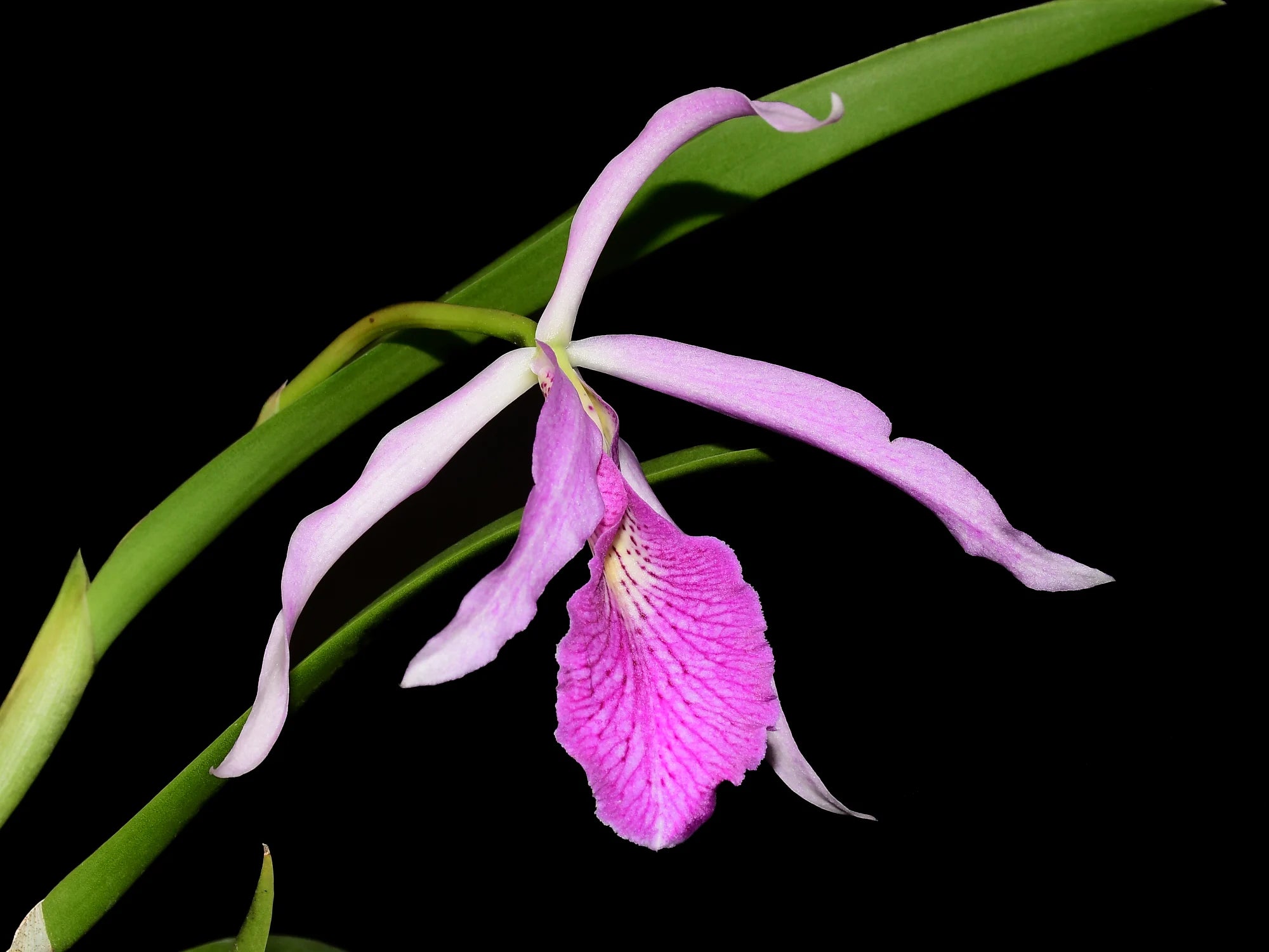 Brassocattleya Kay (Bc. Fuchs Star x L. purpurata var atropurpurea