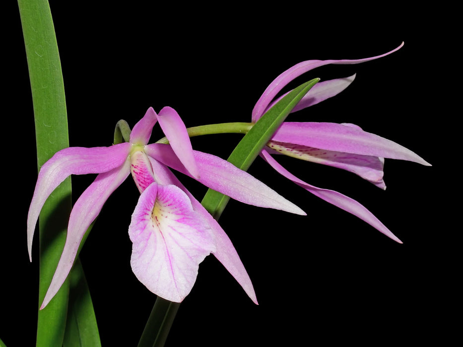 Brassocattleya Morning Glory 'Flamea'