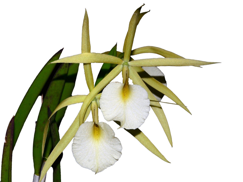 Brassocattleya Saint Andre