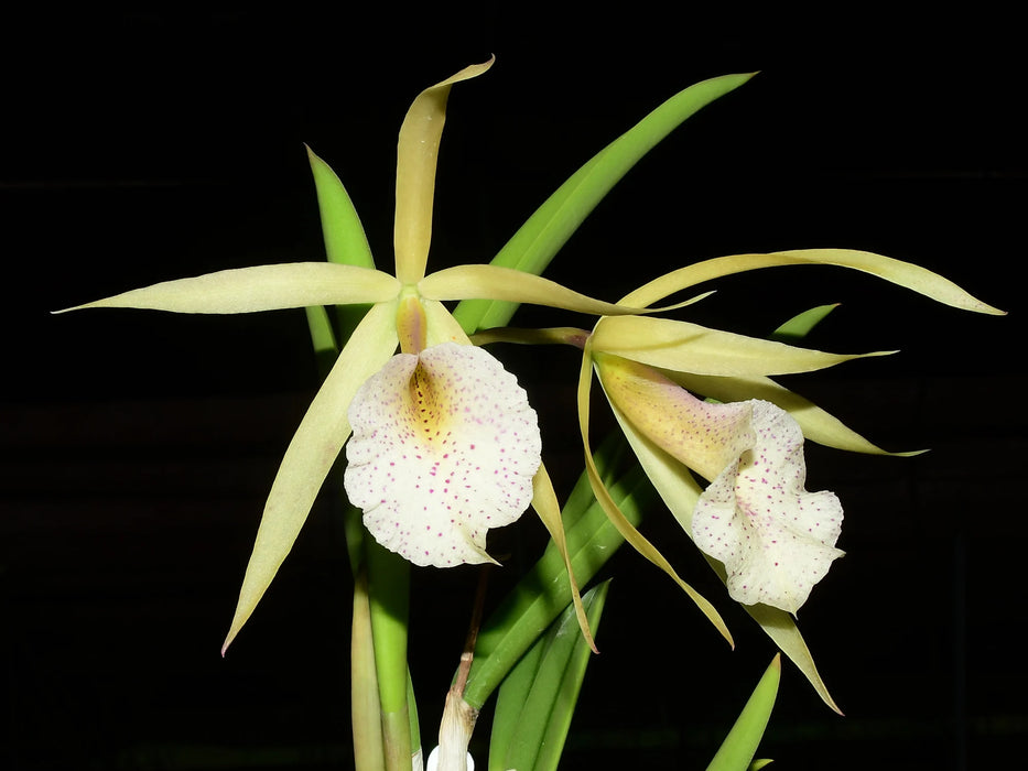 Brassocattleya Saint Andre