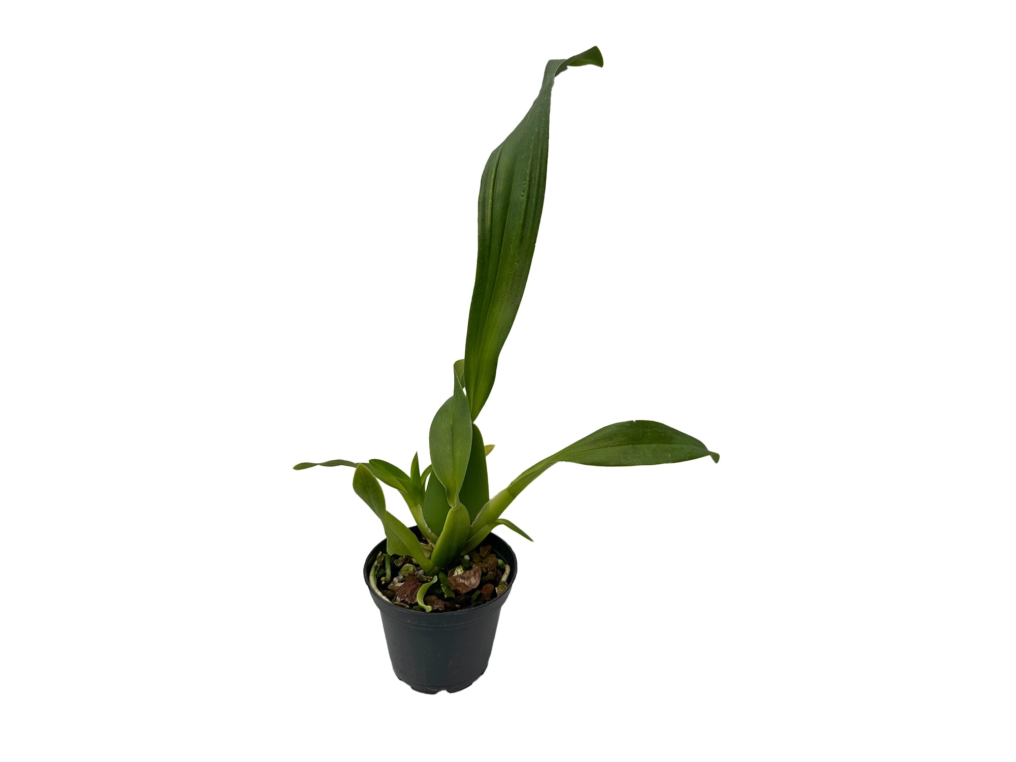 Brassochilum Eclipse