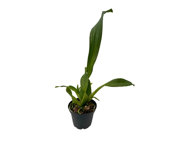 Brassochilum Eclipse