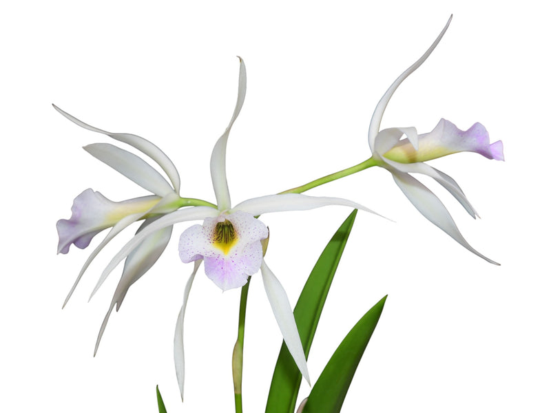 Brassolaelia Aurora (B. nodosa x L. anceps lineolata f. coerulea)