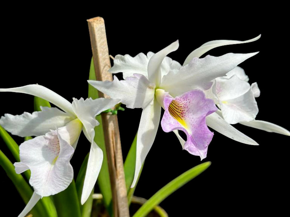 Brassolaelia Aurora lineolata