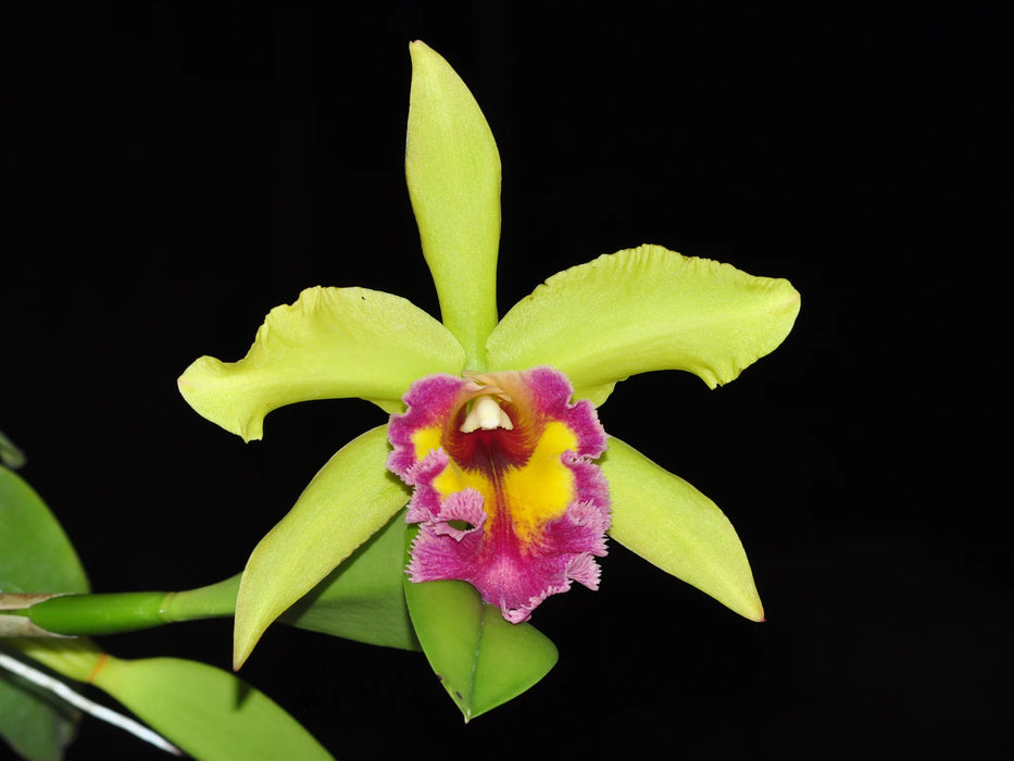 Brassolaeliocattleya Alma Kee x C. Aristocrat