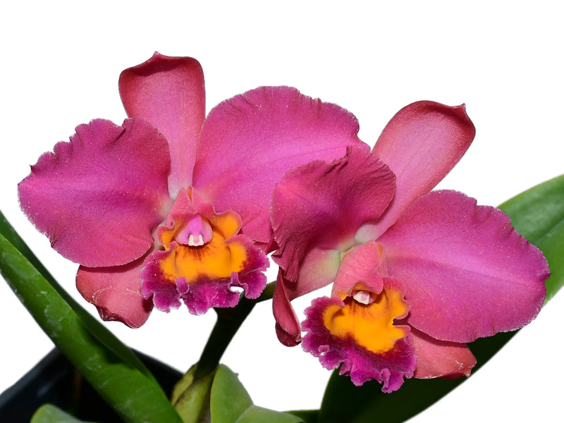 Rhyncholaeliocattleya Fong Cing