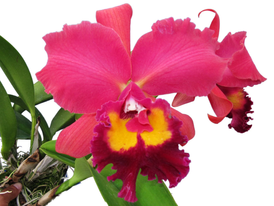 Brassolaeliocattleya Eve Marie Bamett