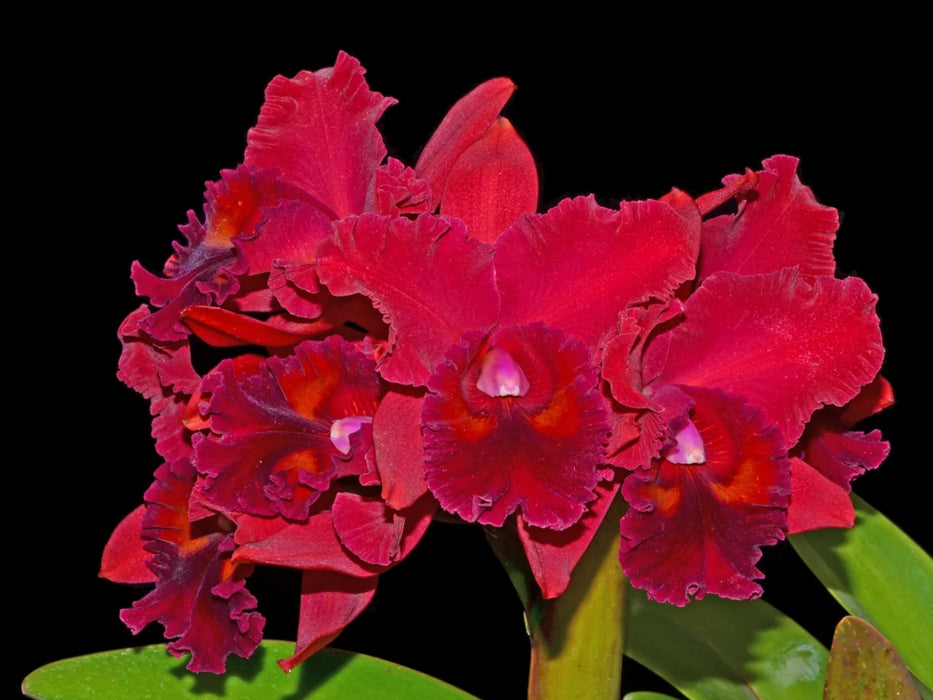 Brassolaeliocattleya Fort Watson 'Mendenhall'