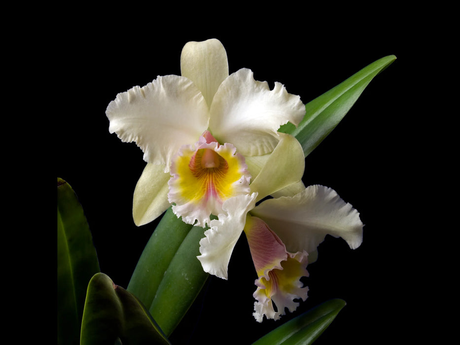 Brassolaeliocattleya George King Southern Cross Am/aos