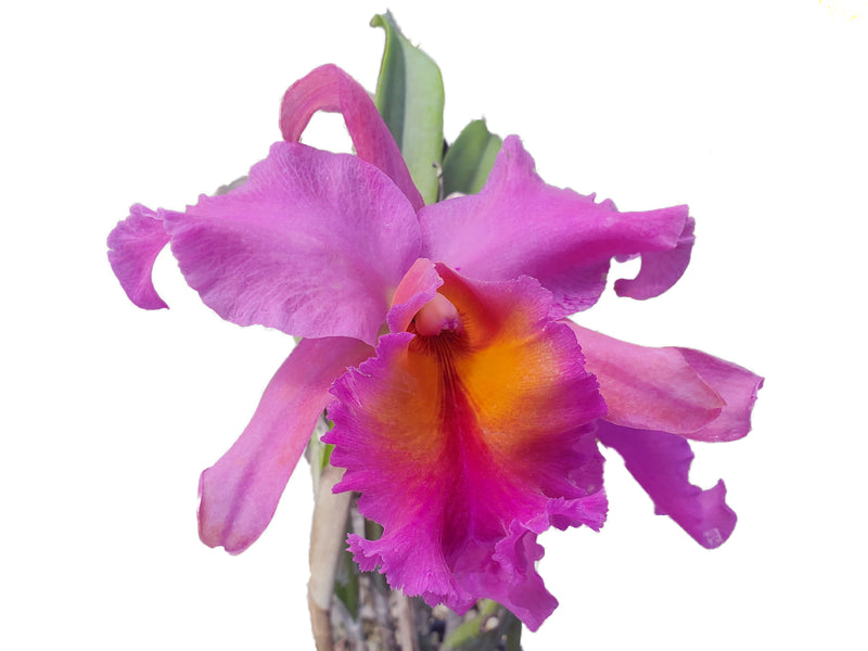 Rhyncholaeliocattleya Pumapungo
