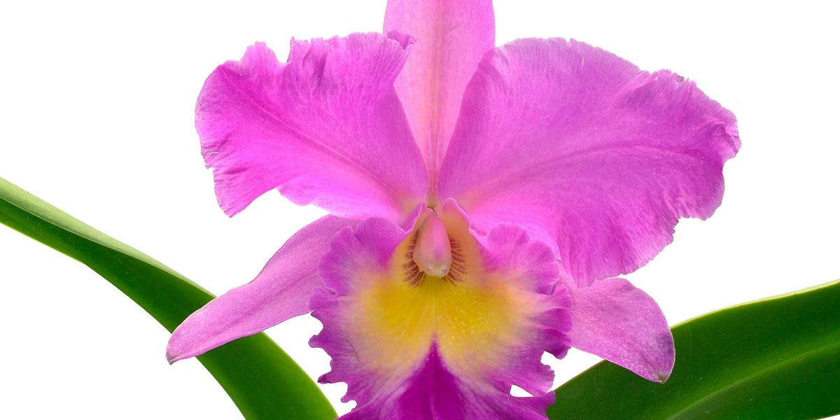 Brassolaeliocattleya Juliana Ec x Pink Empress - Fragrant Orchid