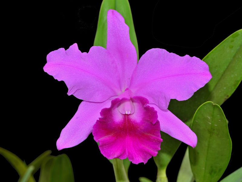 Rhyncholaeliocattleya Karolina Rodriguez Lizano