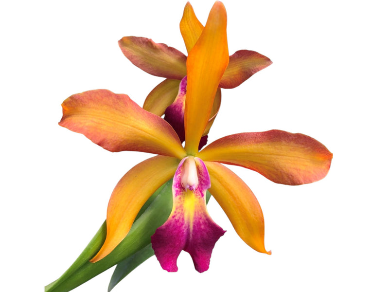 Rhynchobrassoleya Shirma