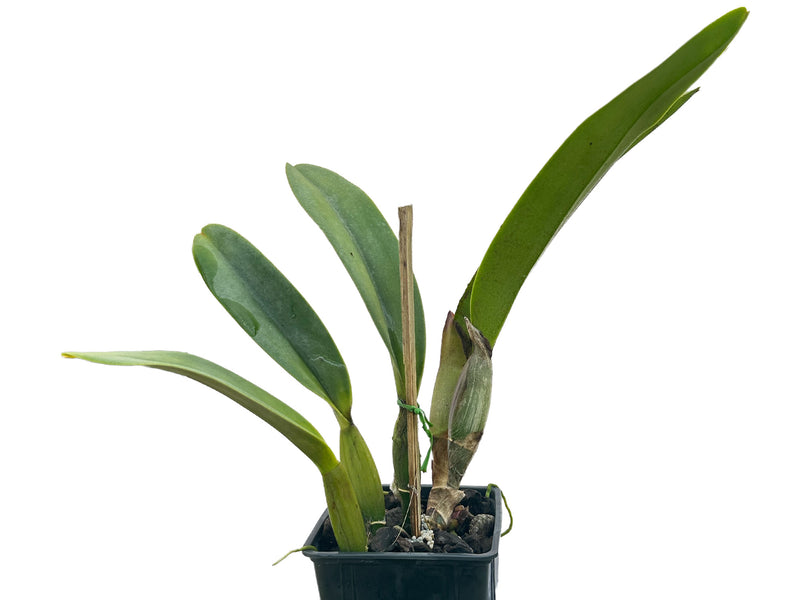 Brassolaeliocattleya La Monita x Lc. Sol De Playa