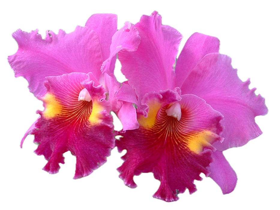 Brassolaeliocattleya Lucky Strike