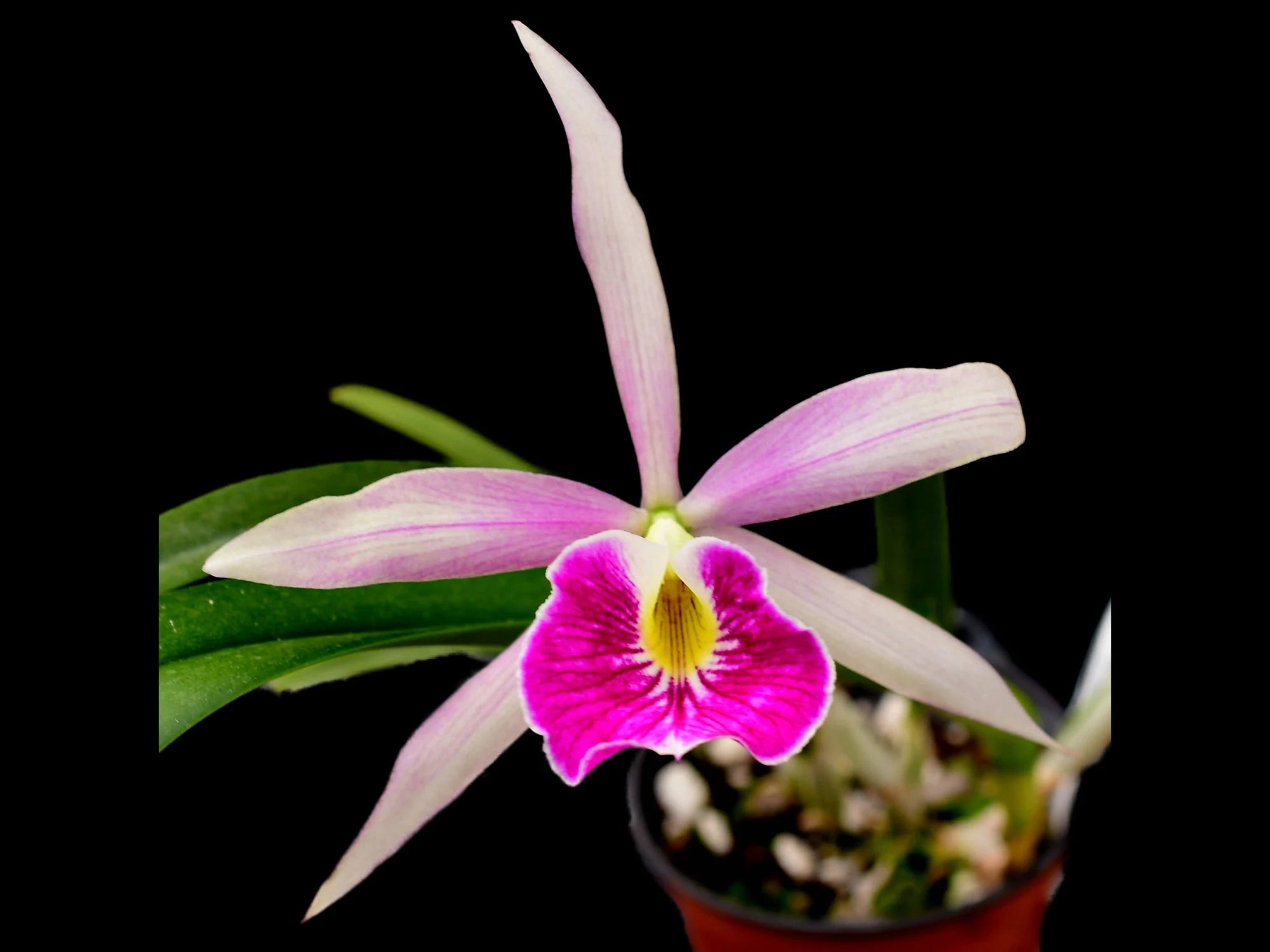Brassolaeliocattleya M184 Chunyeah N.8 x Blc. tubtim Sayam x Lc. Phainloeng - waianae x Blc. Korat Sunset