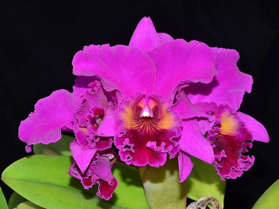 Brassolaeliocattleya Mac Holmes