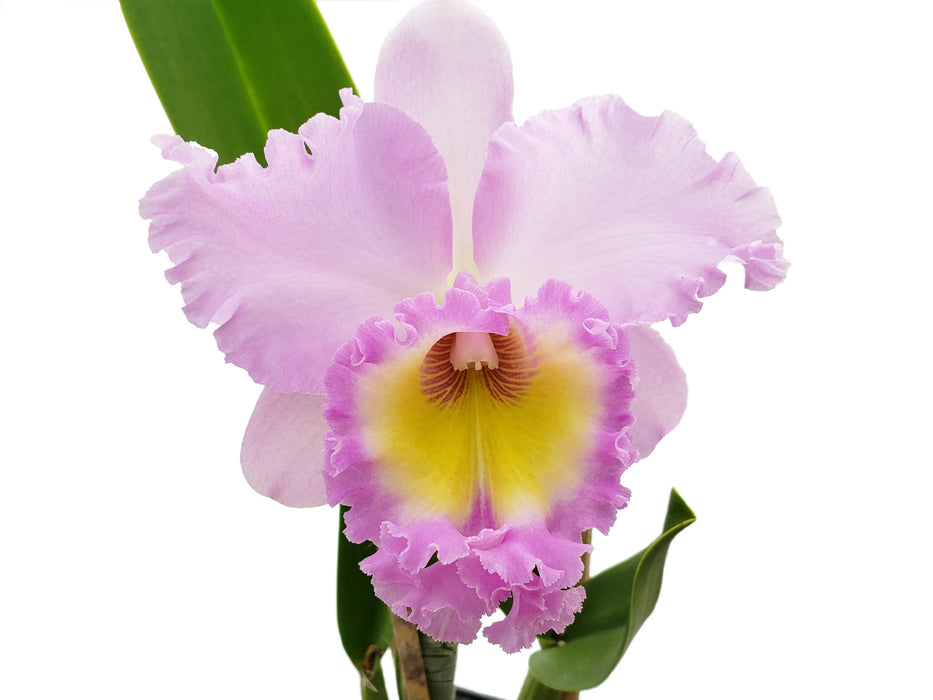 Rhyncholaeliocattleya Mahina Yahiro