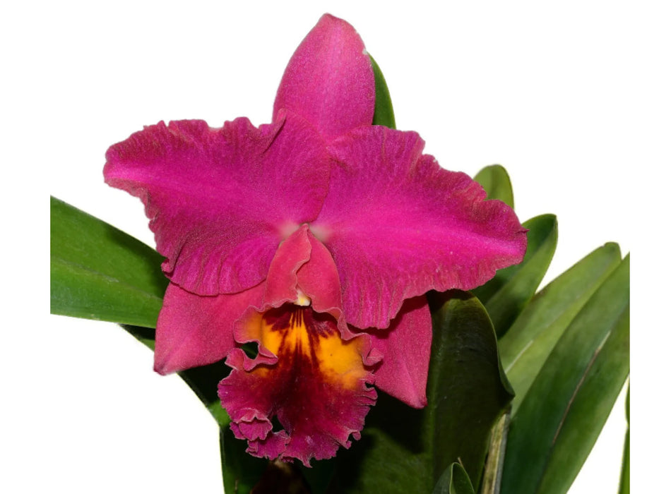 Brassolaeliocattleya Mishima Luminous x Blc. La Rosita