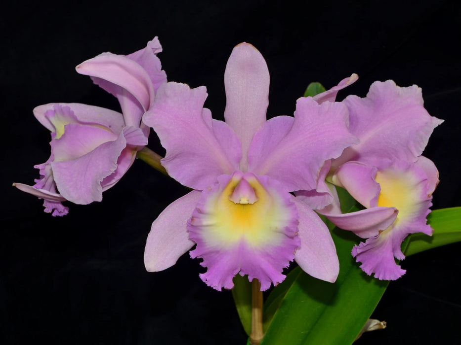 Brassolaeliocattleya Mishima Luminous x Rlc. Blumen Insel