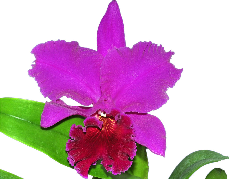 Brassolaeliocattleya Pamela Farrell October