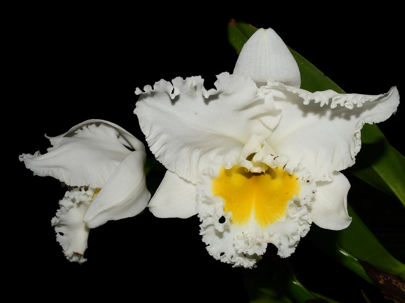 Brassolaeliocattleya Pastoral ('Inocence' x 'Woonder Lakelond')