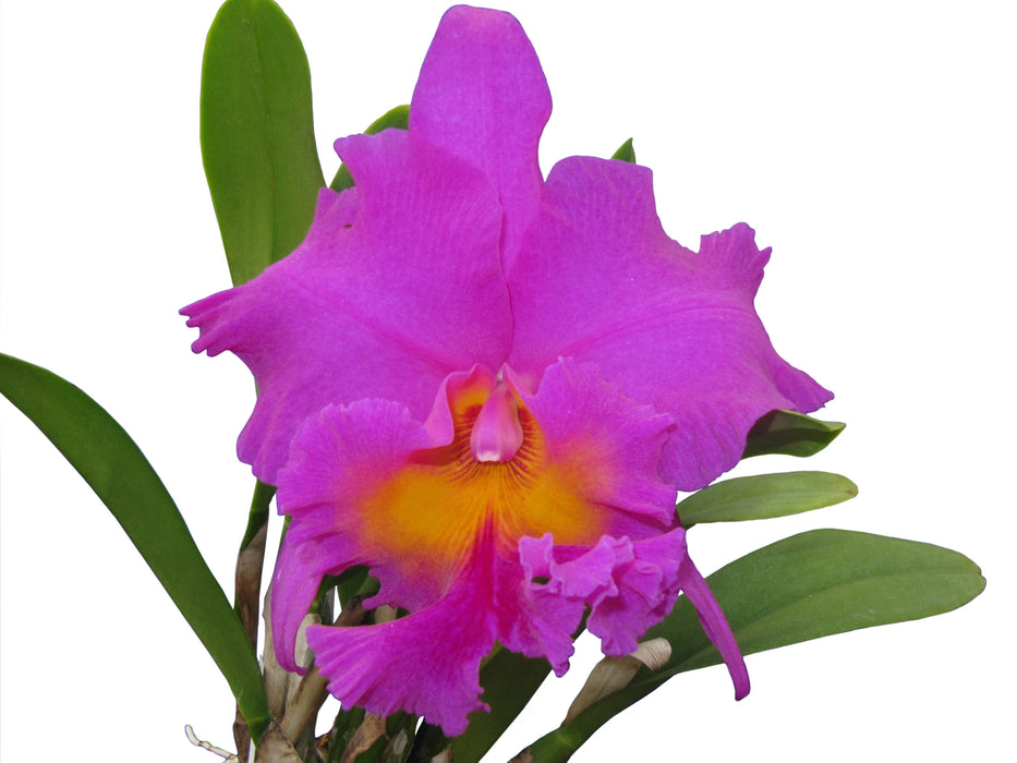 Brassolaeliocattleya Pink Empress