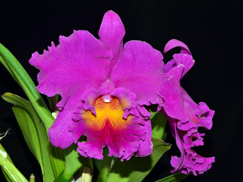 Rhyncholaeliocattleya Pink Empress
