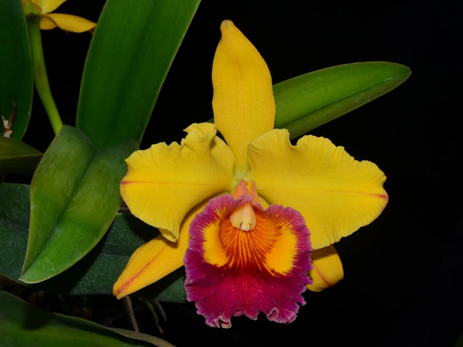 Brassolaeliocattleya Samba Gift