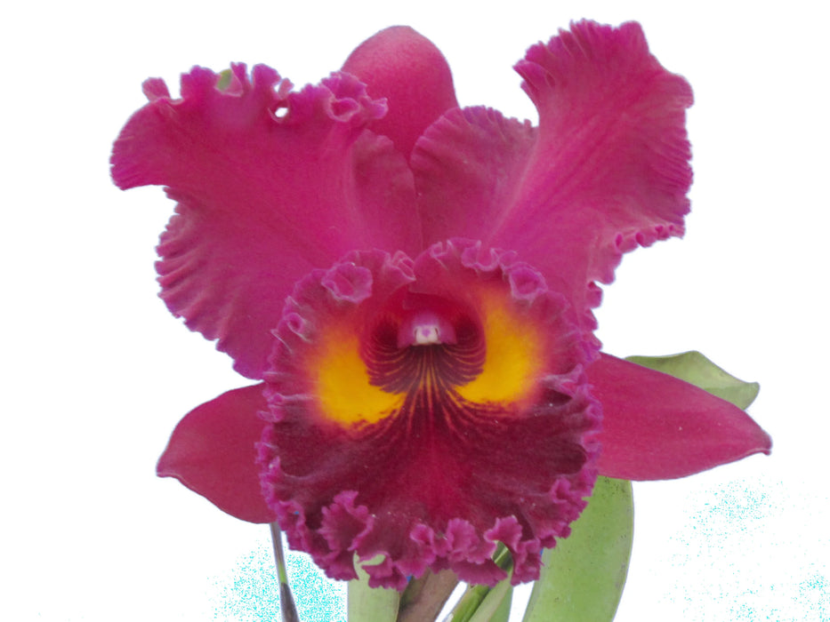 Brassolaeliocattleya Sanyung Ruby