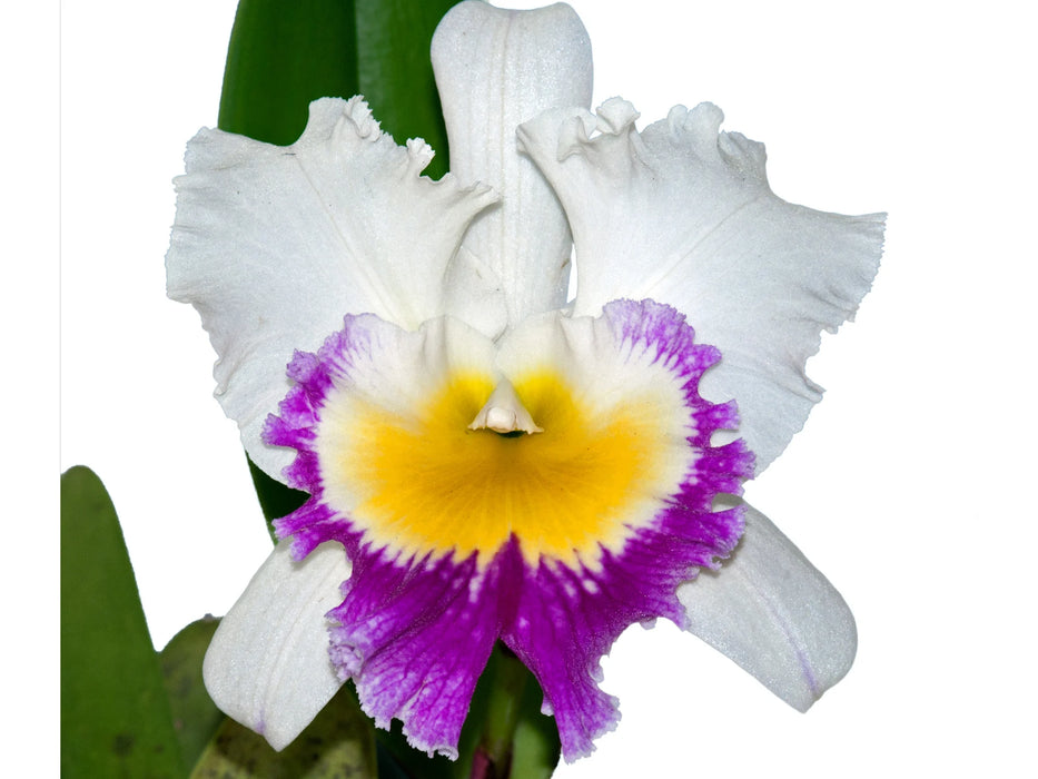 Brassolaeliocattleya Shining Harmony