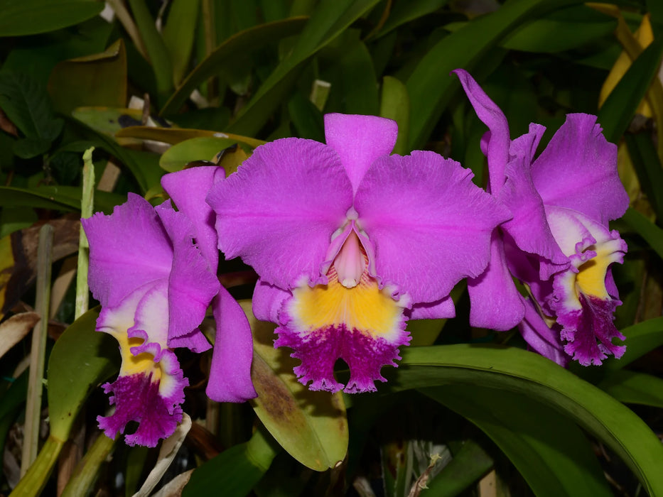 Brassolaeliocattleya Strong Men