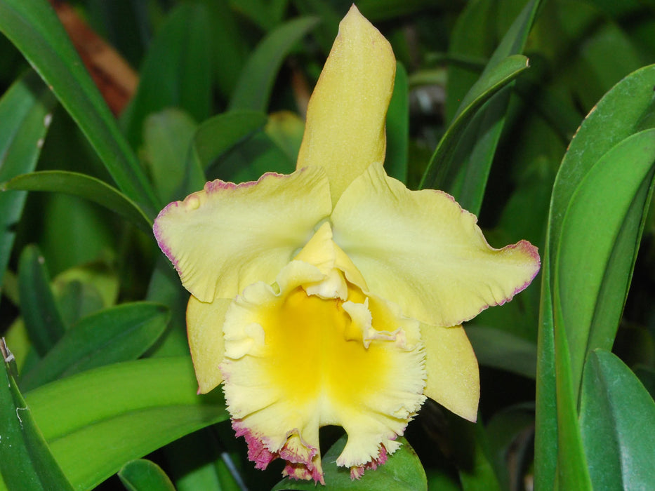 Brassolaeliocattleya Vicky Nazareno Golden Daffodil