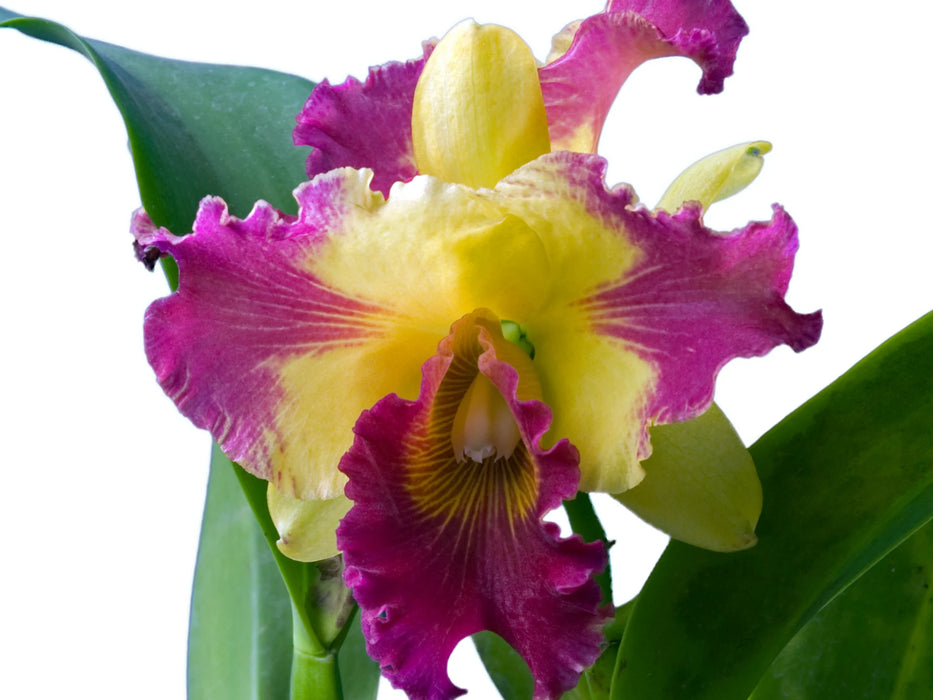 Brassolaeliocattleya Village Chief Leer