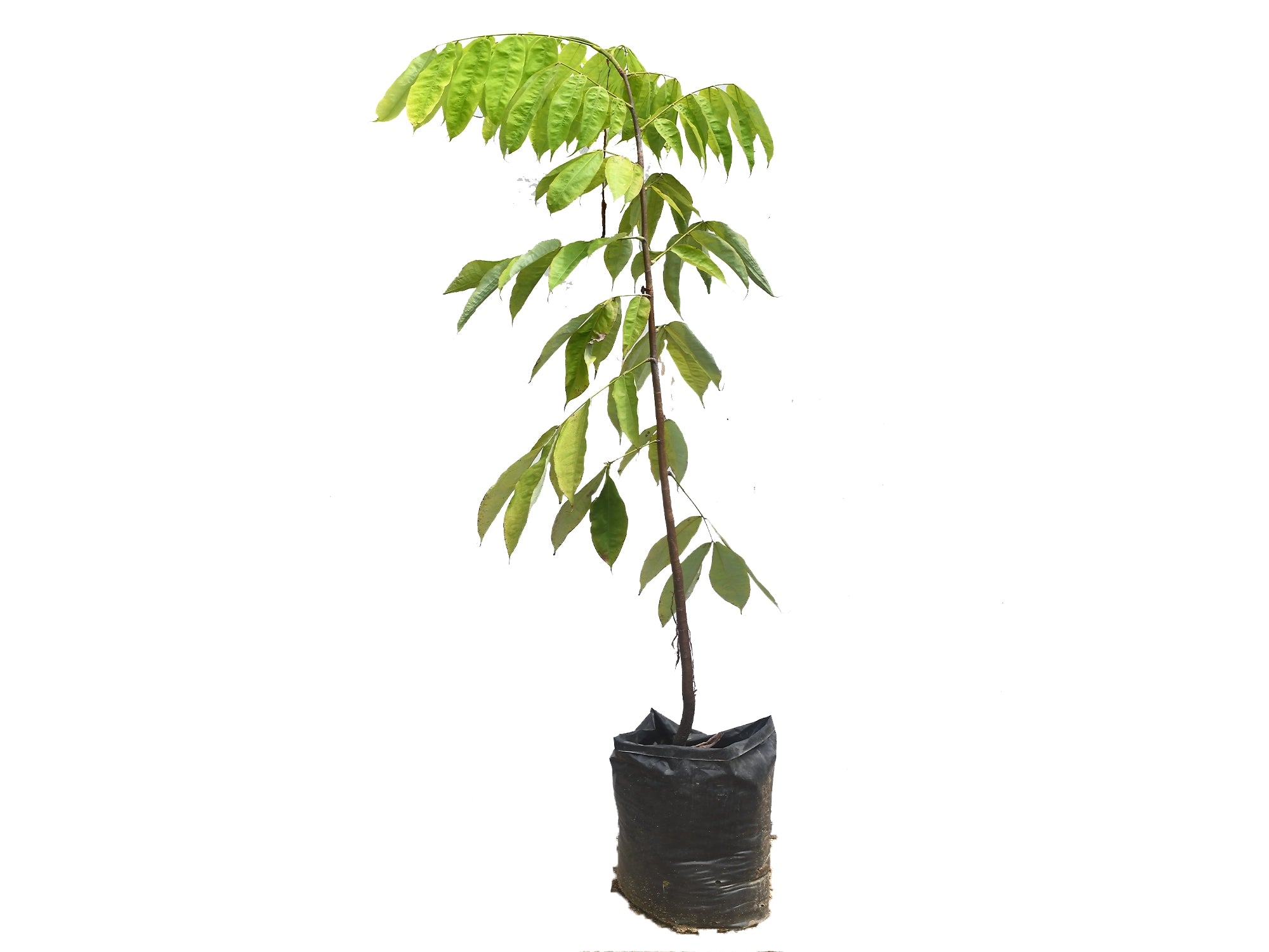 Brownea coccinea